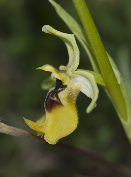 Ophrys dalla Lucania